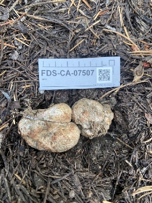  ( - FDS-CA-07507)  @11 [ ] c (2024) Marinna Grijalva Fungal Diversity Survey