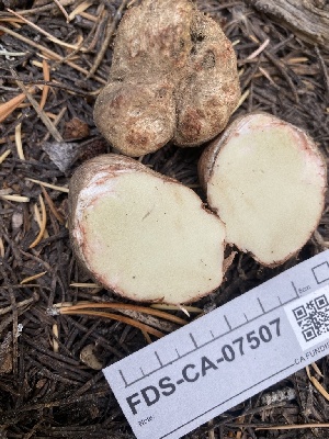  ( - FDS-CA-07507)  @11 [ ] c (2024) Marinna Grijalva Fungal Diversity Survey