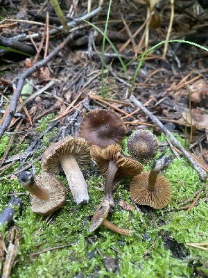  ( - FDS-CA-07505)  @11 [ ] c (2024) Marinna Grijalva Fungal Diversity Survey
