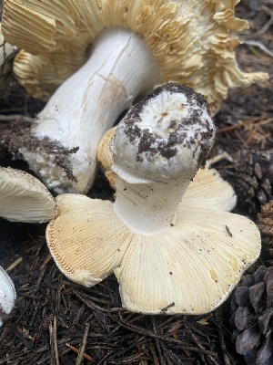  ( - FDS-CA-07502)  @11 [ ] c (2024) Marinna Grijalva Fungal Diversity Survey