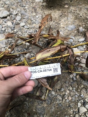  ( - FDS-CA-06764)  @11 [ ] by (2024) Justin Paulin Fungal Diversity Survey