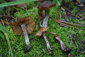  ( - FDS-CA-05472)  @11 [ ] by-nc (2024) Unspecified Fungal Diversity Survey