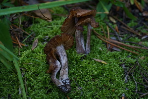  ( - FDS-CA-05472)  @11 [ ] by-nc (2024) Unspecified Fungal Diversity Survey