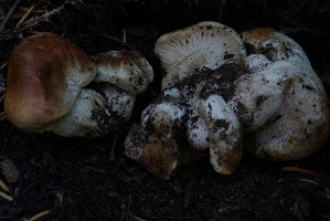  ( - FDS-CA-05459)  @11 [ ] by-nc (2024) Unspecified Fungal Diversity Survey