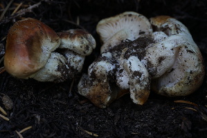  ( - FDS-CA-05459)  @11 [ ] by-nc (2024) Unspecified Fungal Diversity Survey