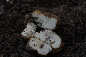  (Leucogaster sp. CA01 - FDS-CA-05440)  @11 [ ] by-nc (2024) Unspecified Fungal Diversity Survey