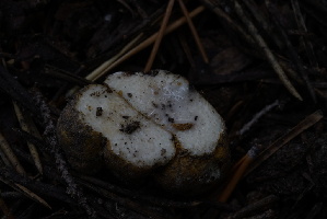  ( - FDS-CA-05440)  @11 [ ] by-nc (2024) Unspecified Fungal Diversity Survey