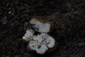  ( - FDS-CA-05440)  @11 [ ] by-nc (2024) Unspecified Fungal Diversity Survey