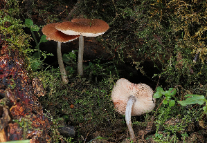  ( - FDS-CA-06761)  @11 [ ] by (2024) Justin Paulin Fungal Diversity Survey