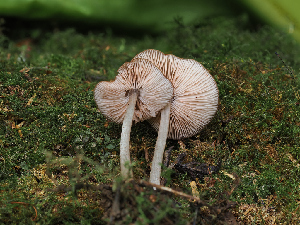  ( - FDS-CA-06761)  @11 [ ] by (2024) Justin Paulin Fungal Diversity Survey