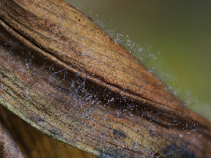  ( - FDS-CA-06764)  @11 [ ] by (2024) Justin Paulin Fungal Diversity Survey