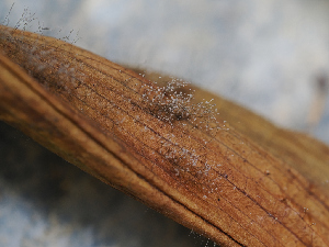  (Botrytis - FDS-CA-06764)  @11 [ ] by (2024) Justin Paulin Fungal Diversity Survey