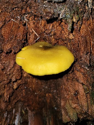  (Tricholomopsis sp. decora-PA01 - HAY-F-008144)  @11 [ ] by-nc (2023) Harte Singer Fungal Diversity Survey