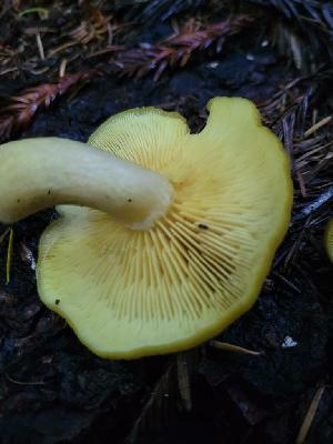  ( - HAY-F-008144)  @11 [ ] by-nc (2023) Harte Singer Fungal Diversity Survey