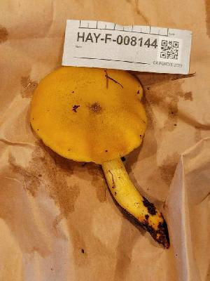 ( - HAY-F-008144)  @11 [ ] by-nc (2023) Harte Singer Fungal Diversity Survey