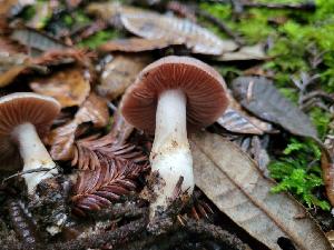  ( - HAY-F-008150)  @11 [ ] by-nc (2023) Harte Singer Fungal Diversity Survey