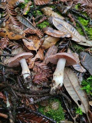  ( - HAY-F-008150)  @11 [ ] by-nc (2023) Harte Singer Fungal Diversity Survey