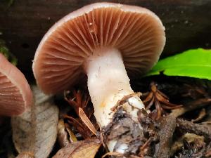  ( - HAY-F-008150)  @11 [ ] by-nc (2023) Harte Singer Fungal Diversity Survey
