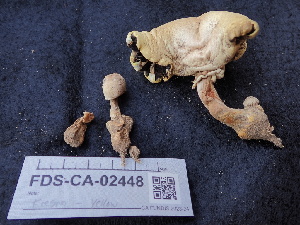  ( - FDS-CA-02448)  @11 [ ] by-nc (2024) Jaren Hockert Fungal Diversity Survey