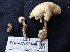  ( - FDS-CA-02448)  @11 [ ] by-nc (2024) Jaren Hockert Fungal Diversity Survey