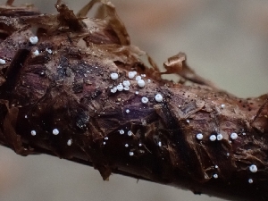  (Flagelloscypha sp. CA02 - FDS-CA-08097)  @11 [ ] by (2024) Mandy Hackney Fungal Diversity Survey