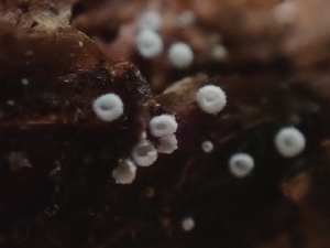  ( - FDS-CA-08097)  @11 [ ] by (2024) Mandy Hackney Fungal Diversity Survey