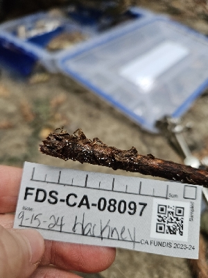  ( - FDS-CA-08097)  @11 [ ] by (2024) Mandy Hackney Fungal Diversity Survey