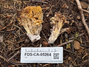  (Ramaria sp. PNW38 - FDS-CA-05264)  @11 [ ] c (2024) Andrew Claassen Fungal Diversity Survey