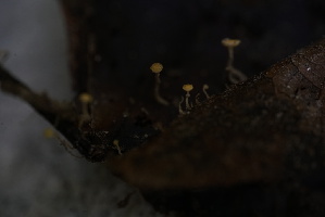 (Hymenoscyphus sp. IN02 - FDS-CA-05461)  @11 [ ] by-nc (2024) Unspecified Fungal Diversity Survey