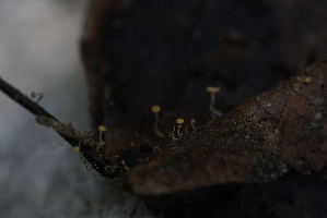  ( - FDS-CA-05461)  @11 [ ] by-nc (2024) Unspecified Fungal Diversity Survey