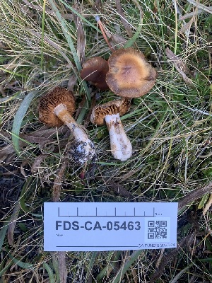  ( - FDS-CA-05463)  @11 [ ] by-nc (2024) Unspecified Fungal Diversity Survey