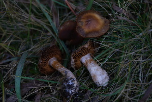  ( - FDS-CA-05463)  @11 [ ] by-nc (2024) Unspecified Fungal Diversity Survey
