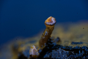 (Vibrissea truncorum - FDS-CA-05462)  @11 [ ] by-nc (2024) Unspecified Fungal Diversity Survey