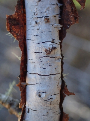  ( - FDS-CA-07682)  @11 [ ] by-nc (2024) Sadie Hickey Fungal Diversity Survey