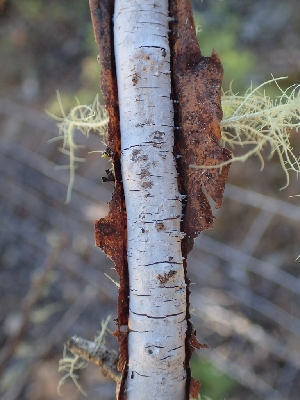  ( - FDS-CA-07682)  @11 [ ] by-nc (2024) Sadie Hickey Fungal Diversity Survey