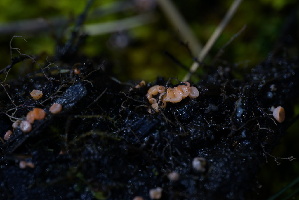  ( - FDS-CA-05471)  @11 [ ] by-nc (2024) Unspecified Fungal Diversity Survey