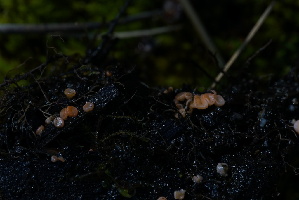  ( - FDS-CA-05471)  @11 [ ] by-nc (2024) Unspecified Fungal Diversity Survey