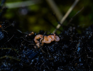  (Pulvinula sp. CA01 - FDS-CA-05471)  @11 [ ] by-nc (2024) Unspecified Fungal Diversity Survey