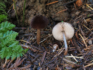  (Pluteus sp. PNW13 - FDS-CA-06777)  @11 [ ] by (2024) Justin Paulin Fungal Diversity Survey