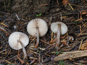  ( - FDS-CA-06777)  @11 [ ] by (2024) Justin Paulin Fungal Diversity Survey