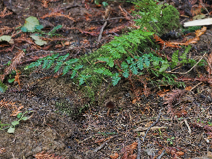  ( - FDS-CA-06777)  @11 [ ] by (2024) Justin Paulin Fungal Diversity Survey