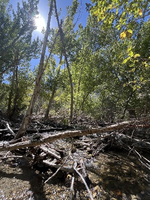  ( - FDS-CA-05823)  @11 [ ] by-nc (2024) Dean Lyons Fungal Diversity Survey
