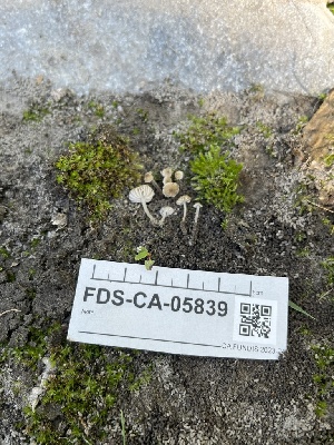 ( - FDS-CA-05839)  @11 [ ] by-nc (2024) Dean Lyons Fungal Diversity Survey
