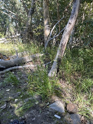  ( - FDS-CA-05839)  @11 [ ] by-nc (2024) Dean Lyons Fungal Diversity Survey