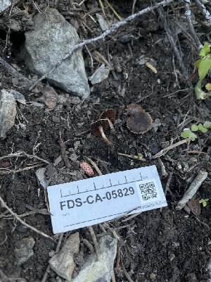  ( - FDS-CA-05829)  @11 [ ] by-nc (2024) Dean Lyons Fungal Diversity Survey
