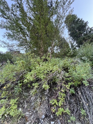  ( - FDS-CA-05829)  @11 [ ] by-nc (2024) Dean Lyons Fungal Diversity Survey