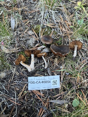  ( - FDS-CA-05854)  @11 [ ] by-nc (2024) Dean Lyons Fungal Diversity Survey