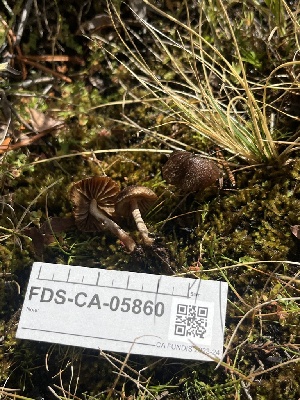  ( - FDS-CA-05860)  @11 [ ] by-nc (2024) Dean Lyons Fungal Diversity Survey
