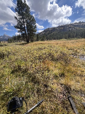  ( - FDS-CA-05860)  @11 [ ] by-nc (2024) Dean Lyons Fungal Diversity Survey