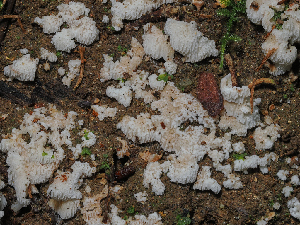  (Meripilus sanguinolentus - FDS-CA-06774)  @11 [ ] by (2024) Justin Paulin Fungal Diversity Survey